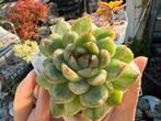 Echeveria Ice Angel/pot 7cm/vetplant/succulent, Ophalen of Verzenden, Halfschaduw, Minder dan 100 cm