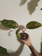 Aglaonema 'Stripes' - Prachtige kamerplant!, Huis en Inrichting, Ophalen of Verzenden