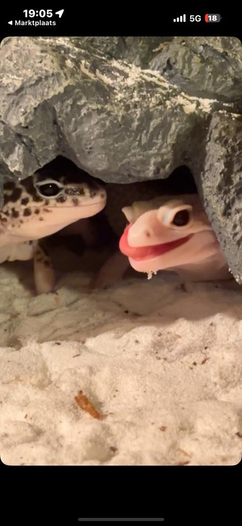2 luipaardgekko’s vrouw