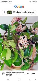 Huiskamerplant Hoya wasbloem klimplant, Huis en Inrichting, Kamerplanten, Overige soorten, Minder dan 100 cm, Ophalen of Verzenden