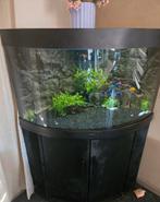 Mooie hoek aquarium met toebehoren, Dieren en Toebehoren, Ophalen of Verzenden, Gevuld zoetwateraquarium