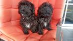 maltipoo pups    MALTEZER X POEDELTJE, Meerdere, 8 tot 15 weken, Meerdere dieren, Nederland