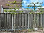 2x leiboom (liquidambar styraciflua Worplesdon), Tuin en Terras, Planten | Bomen, Overige soorten, Ophalen