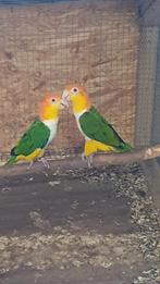 Roestkop Caique, Meerdere dieren, Papegaai, Geringd