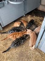 Boerderij katten en kittens, Meerdere dieren, Kortharig, 0 tot 2 jaar