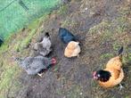 Goed thuis gezocht voor 5 kippen!, Dieren en Toebehoren, Pluimvee, Kip, Vrouwelijk