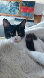 Jarmela, Marwel, gered vd straat, 20/07/2025, Dieren en Toebehoren, Katten en Kittens | Overige Katten, Kater, Kortharig, 0 tot 2 jaar