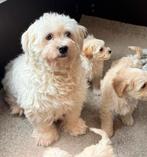 Maltipoo pups teefjes 1600 reutjes 1500€, Nederland, Overige rassen, 8 tot 15 weken, CDV (hondenziekte)