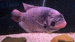 Giant Gourami Osphronemus goramy ca 40 cm / Koidreams