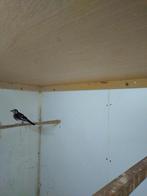 Kastanjerug lijster, Vrouwelijk, Tropenvogel, Geringd