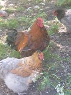 Orpington groot broedeieren, Dieren en Toebehoren, Pluimvee