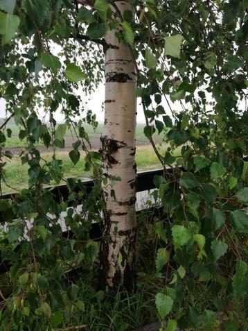 Witte berk Himalaya berk papierberk AANBIEDING 220cm €17,95! beschikbaar voor biedingen