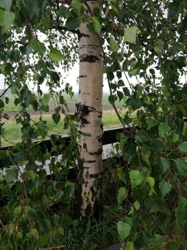 Witte berk Himalaya berk papierberk AANBIEDING 220cm €17,95!, Tuin en Terras, Planten | Bomen, Overige soorten, 100 tot 250 cm