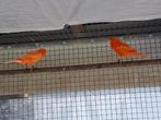 3 kanaries, Dieren en Toebehoren, Vogels | Kanaries, Meerdere dieren, Kleurkanarie