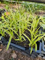 20x carex ice dance, Tuin en Terras, Ophalen, Vaste plant, Siergrassen, Halfschaduw