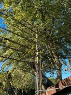 Lei eik ; Quercus Palustris in grote pot, Tuin en Terras, Planten | Bomen, Bloeit niet, Leiboom, 250 tot 400 cm, Ophalen