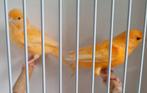Een koppel Oranje kanaries, Dieren en Toebehoren, Vogels | Kanaries, Meerdere dieren, Kleurkanarie