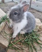 Jonge konijnen, Dieren en Toebehoren, Geslacht onbekend, Dwerg, 0 tot 2 jaar