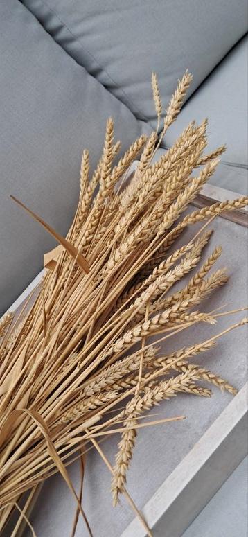 Gedroogde Tarwe Halmen - Decoratie beschikbaar voor biedingen