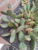 Opuntia Fragilis Freiburg (stek), Ophalen, Volle zon