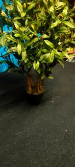 Grote olijfboom van Intratuin, Ophalen, Zo goed als nieuw