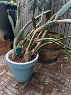 Grote cactus in pot, Huis en Inrichting, Ophalen, Cactus, In pot, Minder dan 100 cm