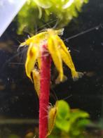 Hobbyaquarium Citroen garnalen / mooi op kleur, Kreeft, Krab of Garnaal, Zoetwatervis, Schoolvis