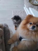Hondenoppas gezocht voor 2 Pomeriaan hondjes, Dieren en Toebehoren, Ophalen of Verzenden