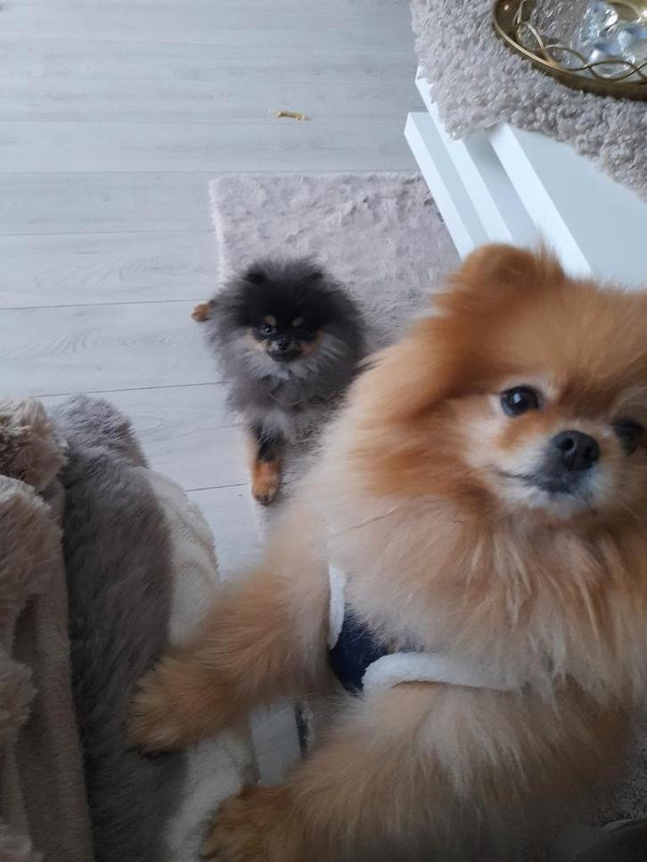 Hondenoppas gezocht voor 2 Pomeriaan hondjes, Dieren en Toebehoren, Honden-accessoires, Ophalen of Verzenden