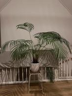 Mooie grote kamerplant met pot, Dypsis Lutescens, Huis en Inrichting, Kamerplanten, Ophalen, 100 tot 150 cm, Palm, Halfschaduw