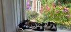 Kittens katje, poesjes, Dieren en Toebehoren, Katten en Kittens | Overige Katten, Meerdere dieren, Kortharig, 0 tot 2 jaar