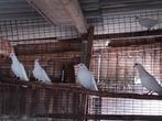 Duiven, Meerdere dieren