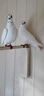 Figurita duiven witte, Dieren en Toebehoren, Meerdere dieren, Postduif