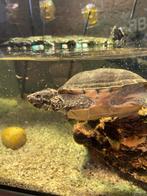2 schildpadden met aquarium, pomp & warmtelamp, Dieren en Toebehoren, Reptielen en Amfibieën, Schildpad, Tam, 3 tot 6 jaar