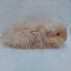 Super lieve jonge cavia's  te koop, Dieren en Toebehoren, Juli, Mannelijk, Cavia