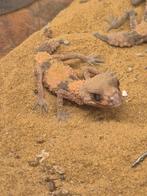 Rough Banded Knob Tailed Gecko Nephrurus Wheeleri Cinctus, Dieren en Toebehoren, 0 tot 2 jaar