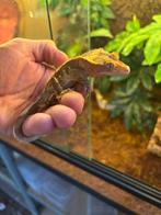 Wimper gekko man incl terrarium, Dieren en Toebehoren, Reptielen en Amfibieën, Hagedis, 0 tot 2 jaar