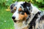 Australian Shepherd, Dieren en Toebehoren, Honden | Dekreuen, Particulier, 6 jaar of ouder, CDV (hondenziekte), Reu