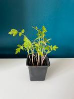 Cherry Tomaten Plantje(s) – Moestuin Eetbaar Balkon Tuin, Volle zon, Groenteplanten, Eenjarig, Ophalen of Verzenden