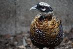 Koningsfazanten | Sierlijke fazant met lange staart, Dieren en Toebehoren, Pluimvee, Geslacht onbekend, Kip