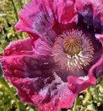 Zaden Slaapbol paars- Papaver somniferum, Verzenden, Voorjaar, Volle zon, Zaad