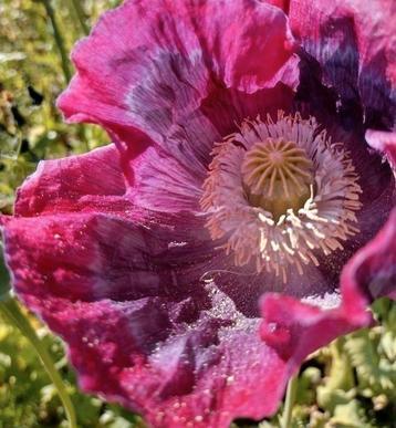 Zaden Slaapbol paars- Papaver somniferum  beschikbaar voor biedingen
