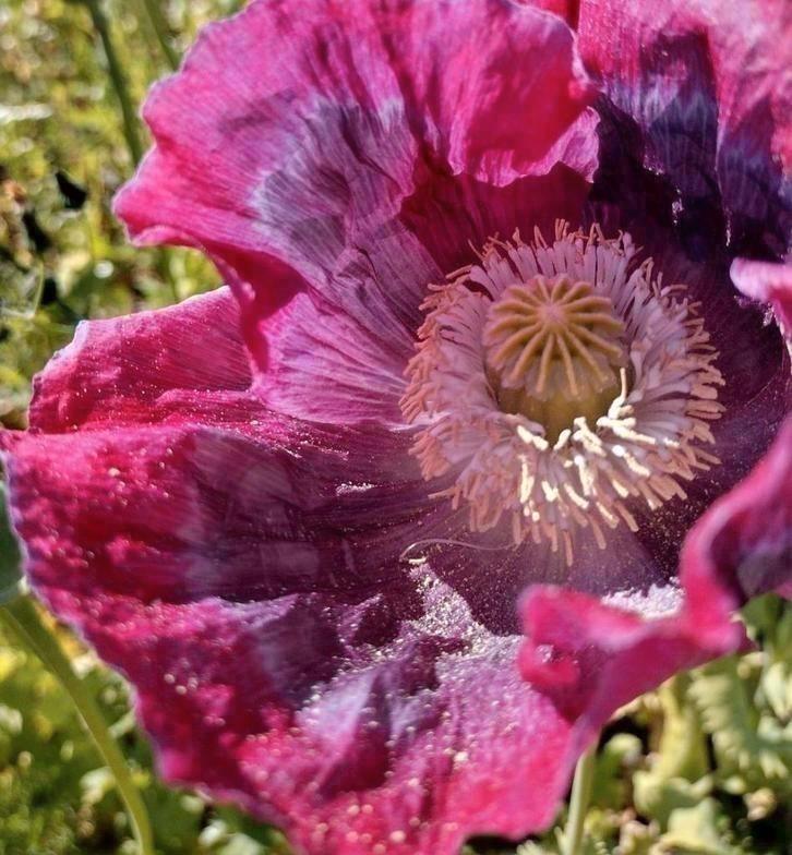 Zaden Slaapbol paars- Papaver somniferum, Tuin en Terras, Bloembollen en Zaden, Zaad, Voorjaar, Volle zon, Verzenden