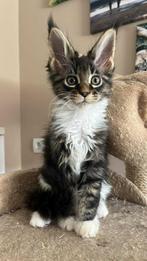 Infinity Charm Aphrodite   (25/03/2025) Maine coon, Dieren en Toebehoren, Poes, Gechipt, 0 tot 2 jaar