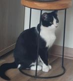 Kitten, Dieren en Toebehoren, Kater, Kortharig, 0 tot 2 jaar