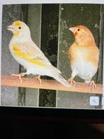 Majoor putter x kanarie, Dieren en Toebehoren, Vogels | Kanaries, Mannelijk, Bastaard