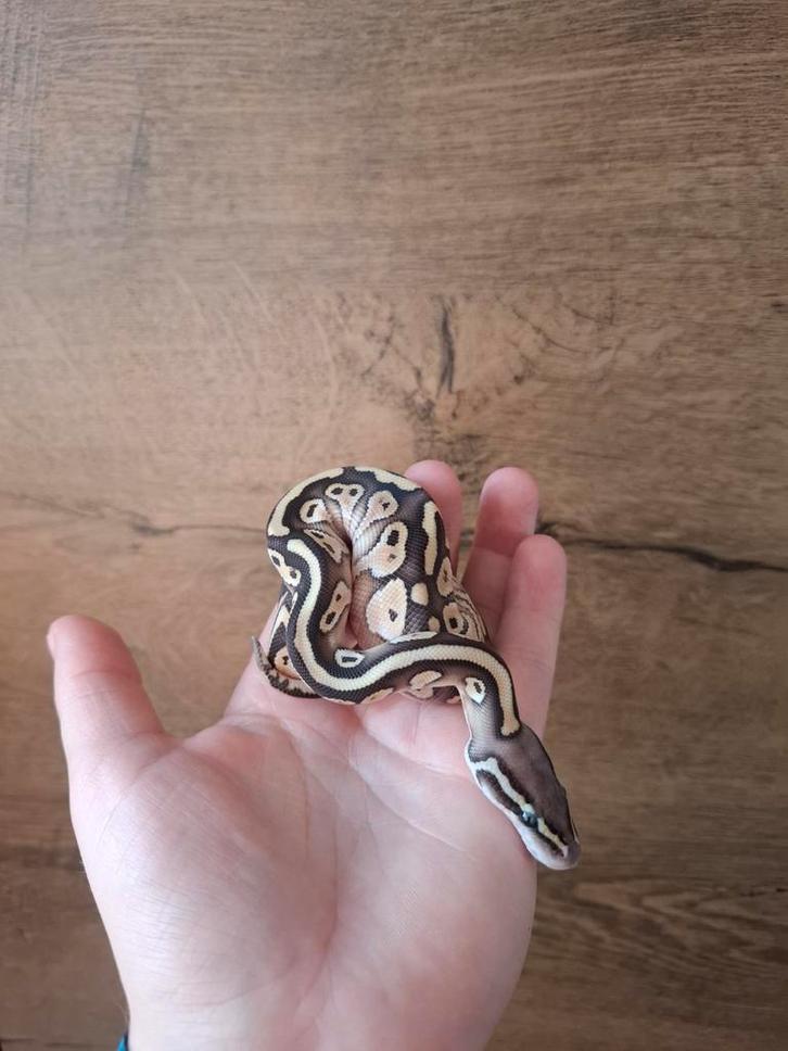 Mooie butter pastel pos het ghost/hypo man nk25