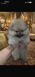 Pomeriaan teefje en reutje, Dieren en Toebehoren, Honden | Poolhonden, Keeshonden en Oertypen, Particulier, 15 weken tot 1 jaar