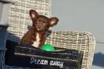 Chihuahua pups mooie keuze, Dieren en Toebehoren, Honden | Chihuahua's en Gezelschapshonden, 15 weken tot 1 jaar, Buitenland, Parvo