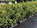 ilex of japanse hulst buxus vervanger (ilex crenata dark gre, Haag, Minder dan 100 cm, Buxus, Ophalen